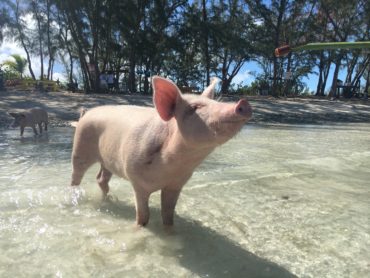 Swimming pig Harbour Island